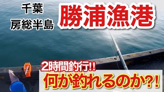 【勝浦漁港】3月の外房で最短の2時間釣行、たった2時間で何処まで釣れるのか!!🐟