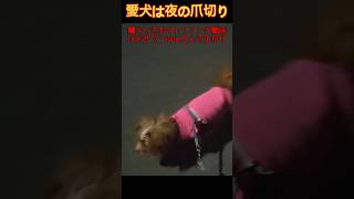 【夜】愛犬は夜の爪切り・噛みつき犬のトリミング動画Palmさんで爪切り　#shorts#愛犬 #爪切り #犬のトリミング#Palm#ドッグサロン#夜の #夜の散歩 #噛みつき #ご近所 #うまおちゃん