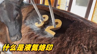 制造原理: 什么是液氮烙印，取代烧红的烙铁，感觉屁股凉飕飕的标识就上去了