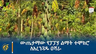 ውጤታማው የፓፓያ ልማት ተሞክሮ ለአረንጓዴ ዐሻራ