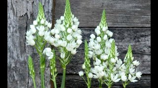 Collect Ornithogalum Plant Seeds || Save Chincherinchee Plant Seeds