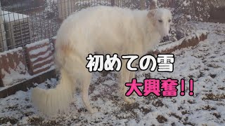 初めての 雪 にテンション爆アゲで駆け回る大型犬!!