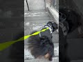 里親でバーニーズが増えました10日目『階段』 shorts 保護犬 犬