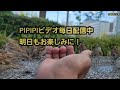 夏真っ盛り【pipipiの雀日記 】