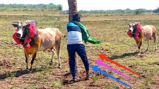 பார்வையே சரிஇல்ல 👿👿||மாஸ் காட்டும் செவலை 🔥🔥||jallikkattu ||jallikkattu video