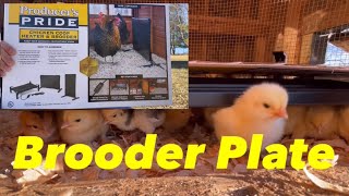 Producer’s Pride (Tractor Supply): Brooder Plate Review!