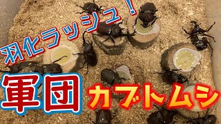 カブトムシが羽化！