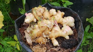 6 tips for planting and harvesting young ginger in a polybag