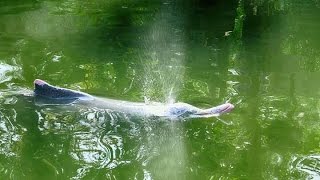 Indian Dolphin Rescued from Vypin Nayarambalam, Vypin, Kerala