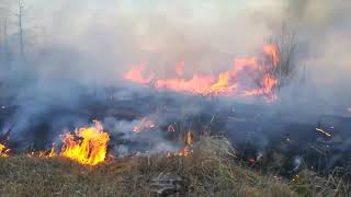 Ліквідація пожежі в Зоні відчуження