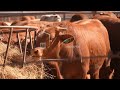 South Africa launches vaccination program to curb outbreak of foot and mouth disease