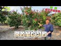 萃葉 玉文 愛文芒果試驗 加強版2.0