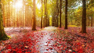 Autumn Vocal Music - Fall Ethereal Music - Relaxing Piano With Female Voices - Fall Rain Ambience