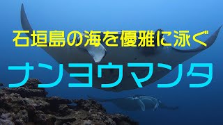 【水中映像】ダイバーの憧れ、石垣島のナンヨウマンタ!!