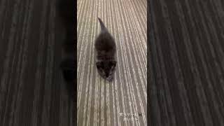 おいで〜🐈‍⬛モフモフヨチヨチにキュン死💘😍#こねこ #子猫#保護猫#保護猫動画#shorts #cat