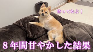 【ルーティン】甘えん坊ポメラニアンの１日が可愛い…笑