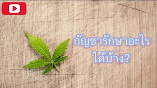 ใครอยากทราบความลึกลับเบื้องหลัง กัญชารักษาอะไรได้บ้าง? มีสรรพคุณรักษาแบบไหน !