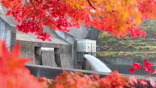 紅葉の間から、月山ダム