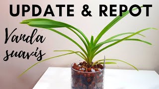 Vanda Suavis Update, Repot \u0026 Care | Growing Vandas in Semi-Hydro / Inorganic Media Mixes