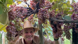 URUBICI- OS BISAVÓS PLANTARAM PRA NÓS COLHER HILDO COPETTI