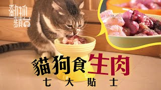 肉店老闆餵貓貓食生肉 介紹寵物食品界「和牛」 但獸醫就唔主張餵貓貓狗狗食生肉 #動物蘋台─果籽 香港 Apple Daily─原刊日期：20191022