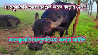 মাতকুমডি ভলুগড়িয়া আসরে র 1নং কাড়ার জোড়