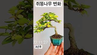 쥐똥나무변천사 #분재 #bonsai #Korean bonsai