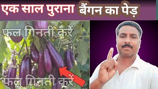 एक साल पुराने बैंगन के पेड़ मे इतना सारा बैंगन कैसे।Baigan ki kheti kaise kare