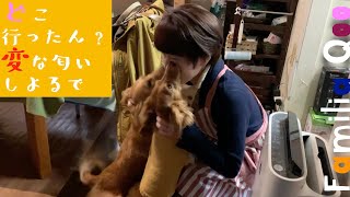 ママ、どこ行っとったん? 寂しかったとですよ【ミニチュアダックス犬】