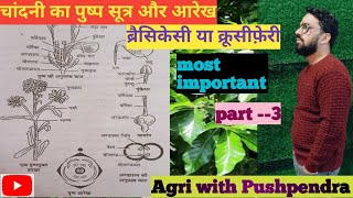 Floral diagram and floral formula ।चांदनी का पुष्प सूत्र और आरेख