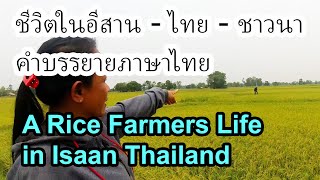 A Hard life. Farmer Girl in Isaan -Thailand - ชาวนาไทยคือชีวิตที่ยากลำบาก