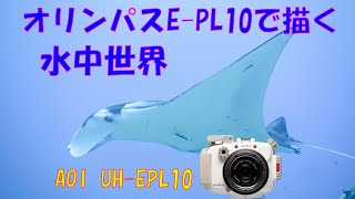 【後編】オリンパスE-PL10で撮影した水中写真をご紹介！　ハウジングはAOI UH-EPL10　軽くて小さくて超優秀なカメラとハウジングです！