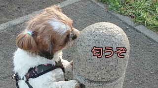 匂いをかぐ/立ち上がるとデカク見える🐶シーズー犬のｵﾚはな、ちろ。#shorts