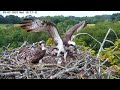 Poole Harbour Osprey Nest Camera   CJ7 bringing in her first fish of the season 3rd July 2024