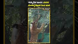 ಬನ್ನೇರುಘಟ್ಟ ಜೈವಿಕ ಉದ್ಯಾನವನದಲ್ಲಿ ಹುಲಿಗಳ ಜಾಲಿಮೂಡ್‌‌ | International Tiger Day | Vistara News