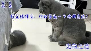 【宠物之道】猫爸爸趁猫妈妈不在教训小奶猫，猫宝宝跟公猫互怼，母猫突然出现