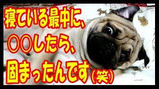 うちのパグ 寝ている最中に 〇〇〇したら固まったんです（笑）Funny Pug!『おまめ日記』