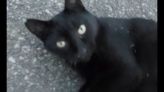 初対面の野良猫を撫で過ぎた結果www