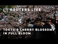 LIVE: Tokyo's cherry blossoms in full bloom | REUTERS