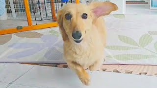 風呂上がりの愛犬はこうなる【ミニチュアダックスフンド】