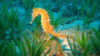 Underwater ~Seaweed Meadows~ Relax Music