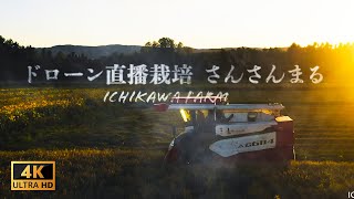 《農業革命/省力化》ドローン直播 品種「さんさんまる」Agricultural Drone