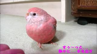 アキクサインコのモモちゃん　やっぱり手が苦手なんです(^^;　Bourke's parrot (Momo-chan)