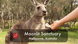 Moonlit Sanctuary 🦘 - Kängurus hautnah - Melbourne, Australien - 2020