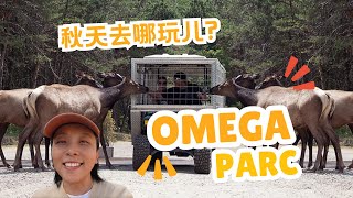 🍂🌲【秋游推荐】加拿大蒙特利尔Parc Omega：与家人共享大自然的奇妙之旅！|喂鹿喂羊喂牛🌳🦌|探访狼熊野猪