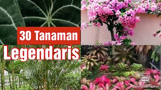 Tanaman Legendaris||Tanaman Sepanjang Masa