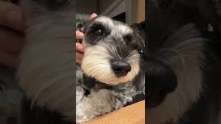 ねむねむ〜なリリーさん🥱なでなでされてとろけそう〜〜💭💖     #dog #ミニチュアシュナウザー #miniatureschnauzer #動物 #かわいい #シュナウザー #犬のいる暮らし