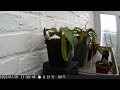 technaxx tx 164 plant timelapse buyers beware