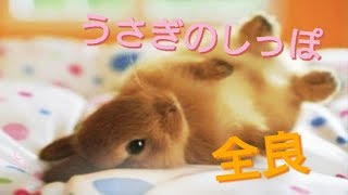 太鼓の達人 イエローver うさぎのしっぽ 全良