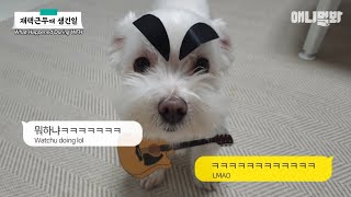 요즘 집사 재택근무라고 같이 있어서 좋았는데.. 이제 그만 출근해라ㅣHow Hoomans' WFH Affects Their Cats And Dogs LOL